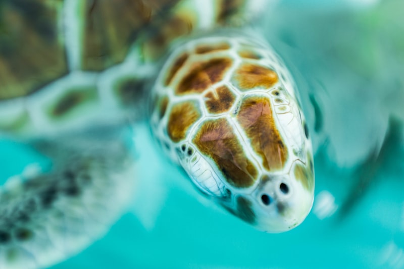 Tortuga marina nadando en aguas turquesa del Caribe