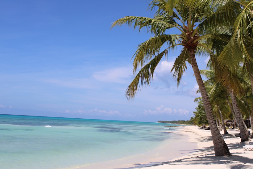 Cocoteros contra el cielo azul en Isla Saona